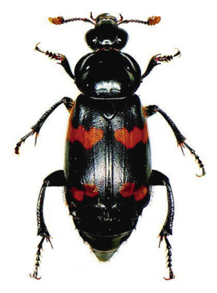 在内蒙古发现的葬甲虫化石相关报道:发现最老"清道夫" 将葬甲虫化石