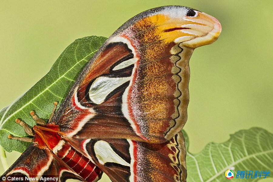阿特拉斯飞蛾翅膀模拟眼镜蛇头部 - 神秘的地球 科学|自然|地理|探索