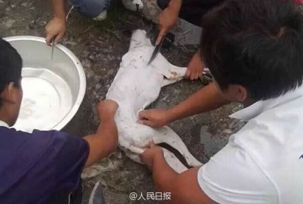 四川省西昌发生一起夸张虐狗事件
