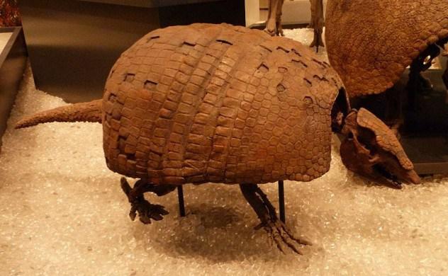 十种动物的巨型祖先古巨龟重达两吨