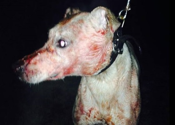 英国商人培养出极度强壮及凶残的"科学怪狗" 出战地下斗狗赛敛财