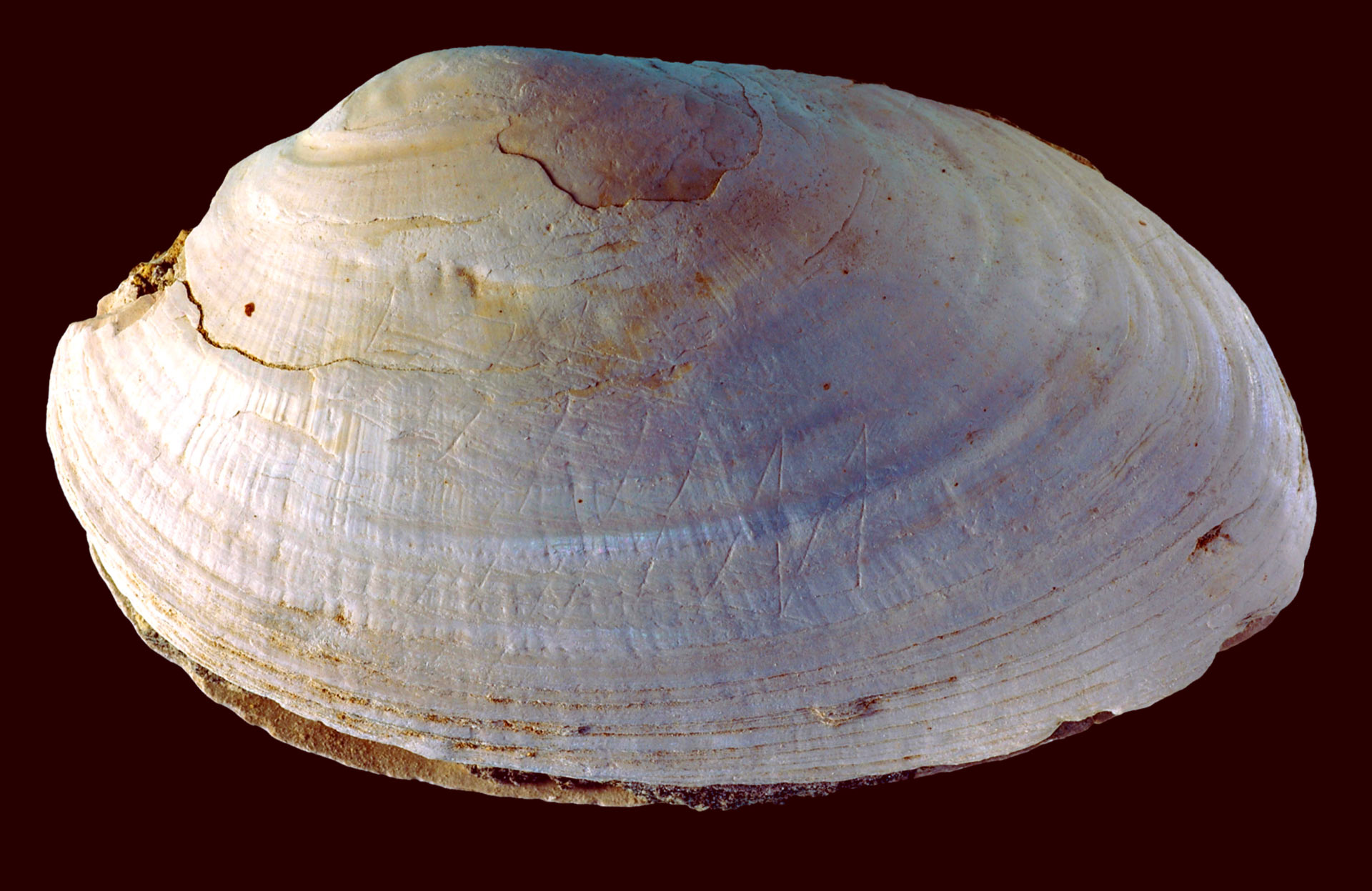 印度尼西亚50万年前的贝壳化石上发现人类最早的雕刻证据