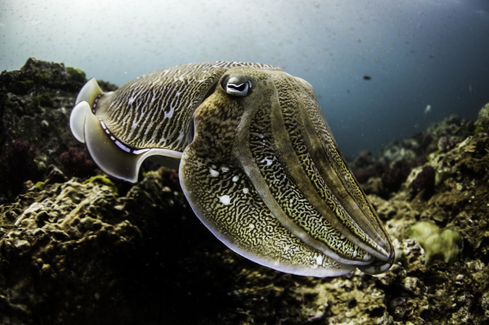 安德曼海乌贼进入交配季节