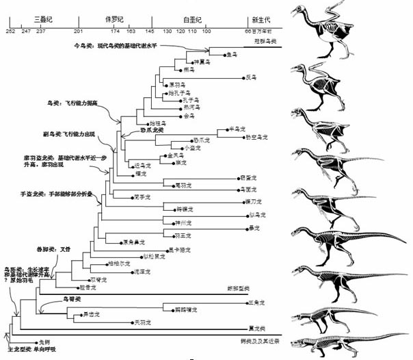 "鸟类的起源"研究入选《科学》杂志2014年度十大科学突破