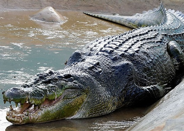 马来西亚渔夫捕鱼遭巨鳄袭击身亡同行年幼子女目击过程