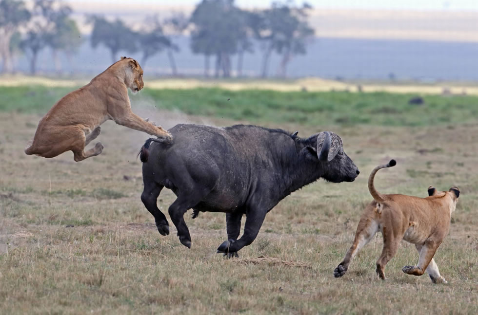 肯尼亚马赛马拉国家保护区一头非洲野牛遭到狮群围攻成功逃脱