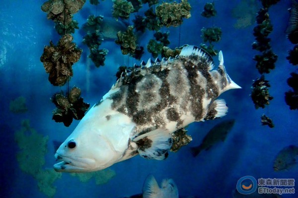 台湾屏东海生馆出现白化突变种珍珠龙胆石斑鱼