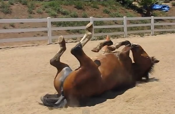 一匹叫阿奇(archy) 的马放屁的影片在网络爆红