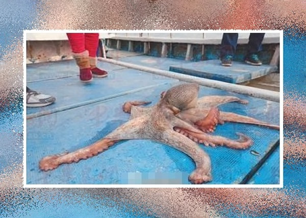 青岛渔民捕巨型章鱼 好心人买下放生