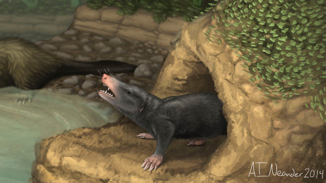 已知最早的地穴型哺乳动物:短指挖掘柱齿兽复原图