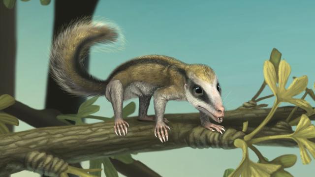 已知最早的树栖型哺乳动物:攀援灵巧柱齿兽复原图