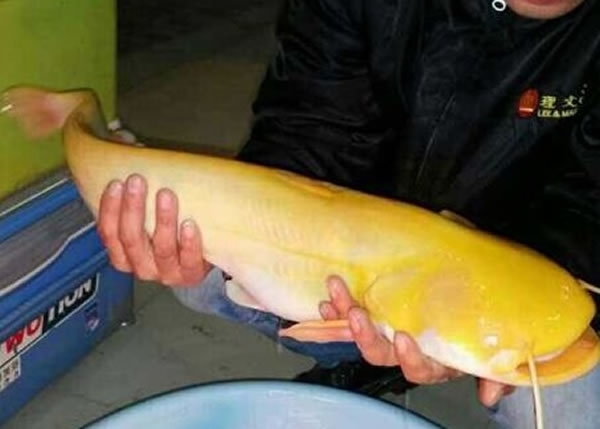 江西男子在长江边钓到一条通体金色的鲶鱼