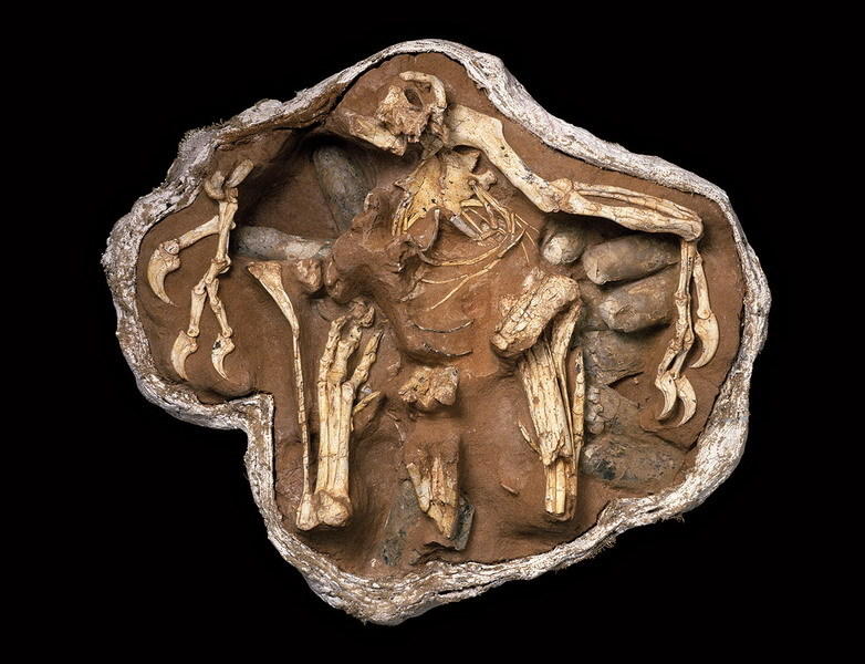 令人惊异的七大远古化石发现蛇吞食恐龙宝宝