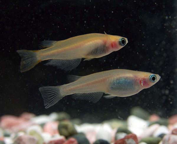 雄性青鳉体内有一种激素能促使自己攻击靠近恋人的情敌避免三角恋