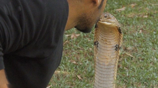 马来西亚蛇王子amjadkhan亲吻毒蛇