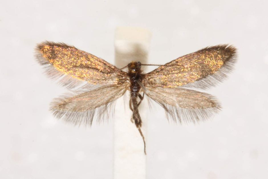 澳大利亚袋鼠岛发现曾生活在远古时代的谜蛾