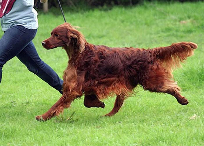 英国全球最大狗展crufts爆命案 得奖名犬疑遭毒杀