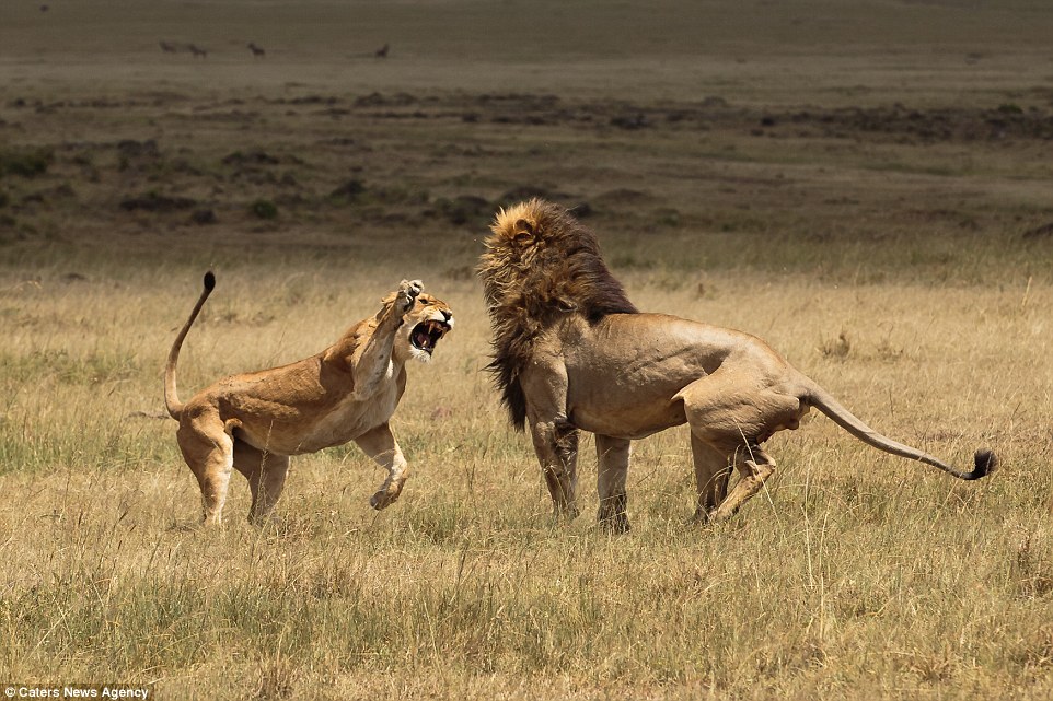 肯尼亚西马赛马拉自然保护区一只母狮对公狮动手动脚