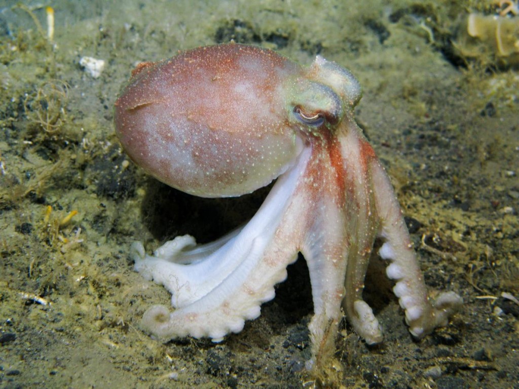 南极章鱼(如图)的血液因为有一种富含铜的蛋白质而呈现蓝色.