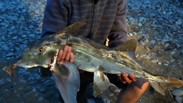 新西兰男子钓鱼被叶吻银鲛7厘米长的鱼鳍刺中上腹