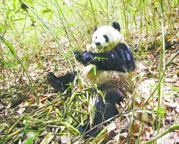 吃竹笋的大熊猫(马亦生 摄)