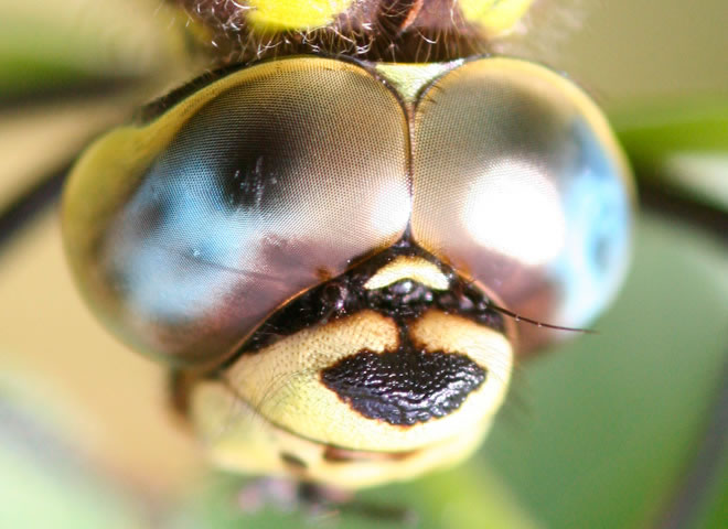 日本研究发现蜻蜓眼中世界的色彩更艳丽