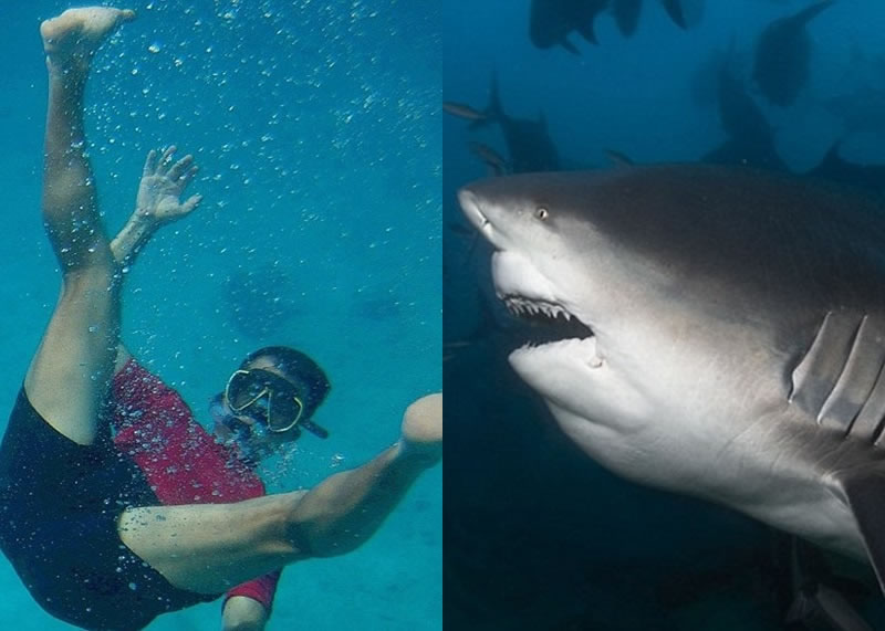 法国男子被一头公牛鲨连环袭击死亡 妻亲睹全程