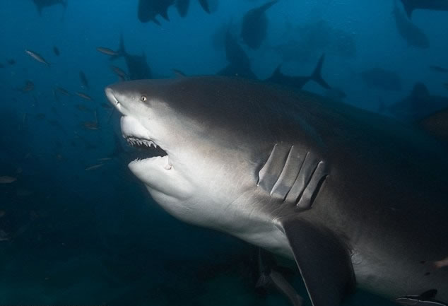 法国男子被一头公牛鲨连环袭击死亡 妻亲睹全程