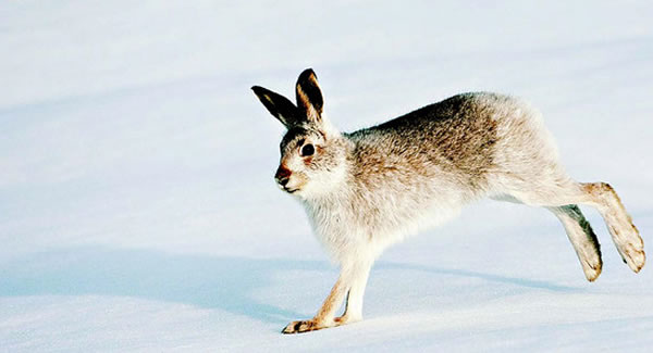 滥捕猎杀,大面积的森林砍伐导致雪兔数量锐减