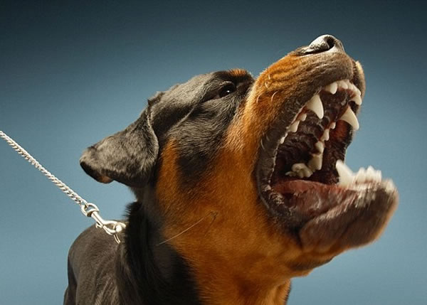 欧洲专家研发电脑程式分析不同狗吠的原因与情绪