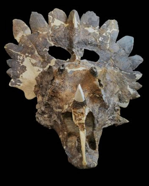 一位科学家表示,彼得休斯角龙的颈盾极为花俏,「令人叹为观止」.