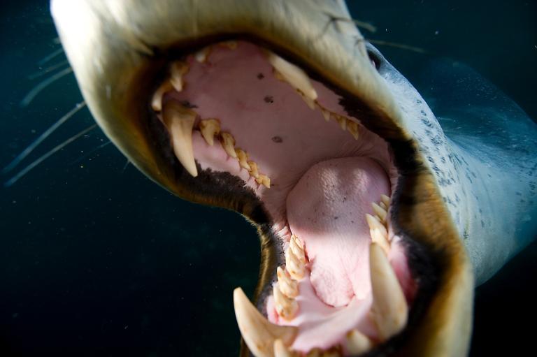 尼克兰在南极成功拍到这张豹斑海豹张开大嘴,露出牙齿的照片,靠的是