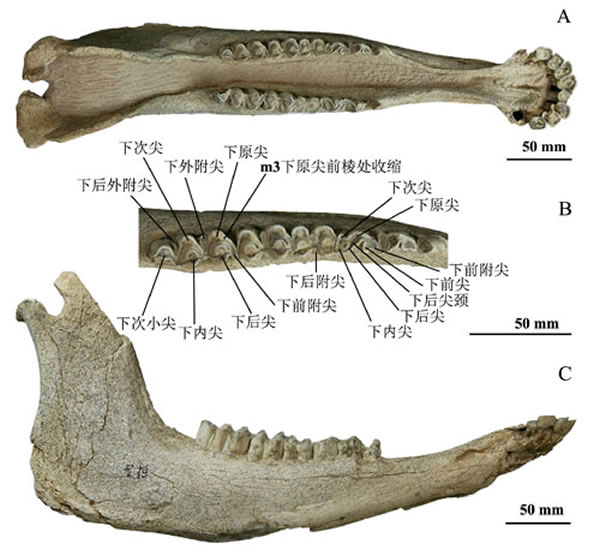 甘肃200多万年前的丽牛化石折射出大型猫科动物的捕食策略