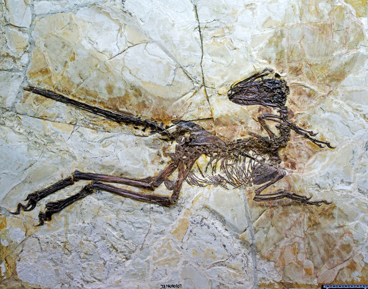 中国辽宁省发现一种体型大前肢短且有羽毛的驰龙类恐龙振元龙