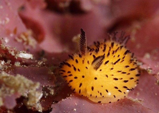 海底惊现小白兔原来是海洋生物碎毛盘海蛞蝓