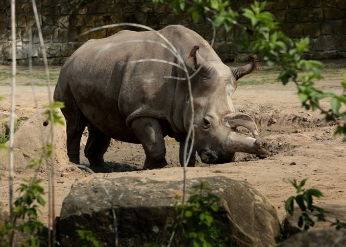 雌性北非白犀牛病逝 全球只剩4只 - 神秘的地球 科学|自然|地理|探索
