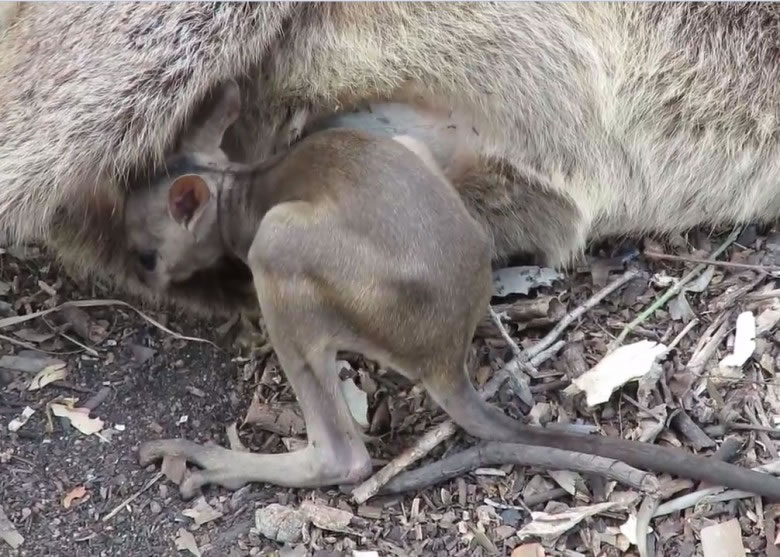 澳洲短耳岩袋鼠妈妈被车撞死遗孤拼命想爬回母亲袋中