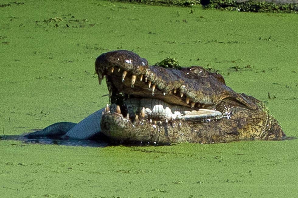 同类相吞南非克鲁格国家公园巨鳄吞食鳄鱼幼崽