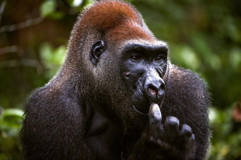 动物会不会擤鼻子