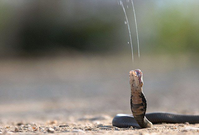 南非摄影师在自家捕捉到莫桑比克黑颈眼镜蛇喷射毒液画面