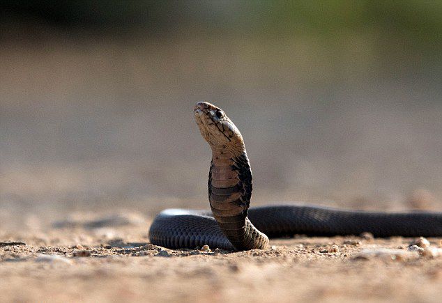 南非摄影师在自家捕捉到莫桑比克黑颈眼镜蛇喷射毒液画面