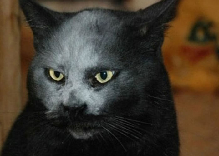 恶灵附身黄眼黑猫似魔鬼化身