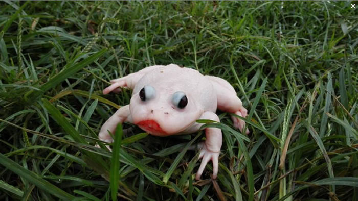 湖北武汉发现白化症牛蛙专家称出现基因变异