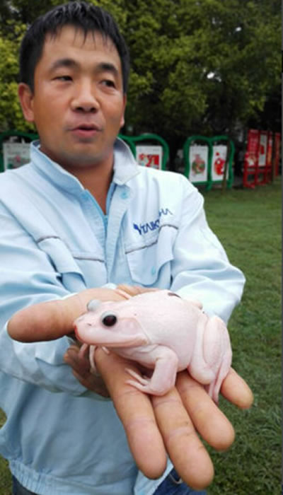 湖北武汉发现白化症牛蛙专家称出现基因变异