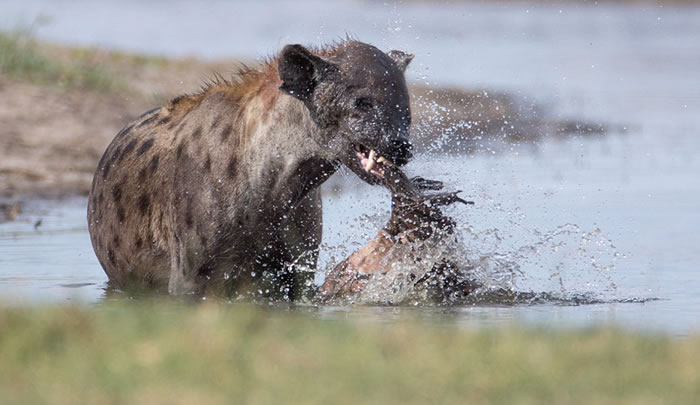 博茨瓦纳一只鬣狗在沼泽中啃食腐烂象腿
