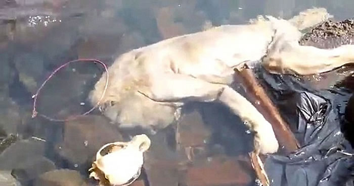 巴拉圭溪流发现一具腐烂的类人形生物尸体当地人认为是吸血怪兽卓柏卡