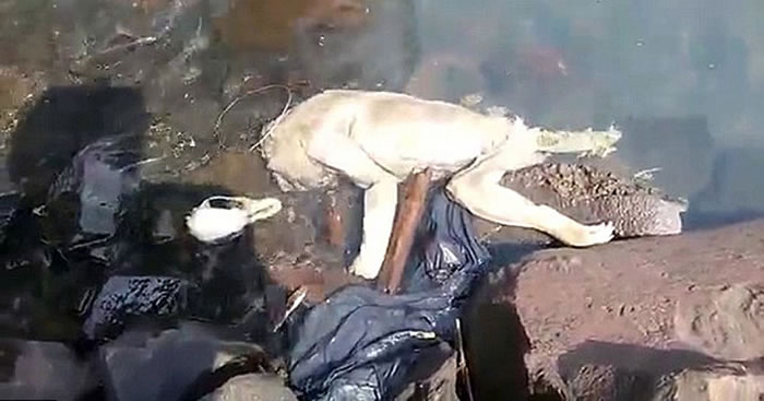 巴拉圭溪流发现一具腐烂的类人形生物尸体当地人认为是吸血怪兽卓柏卡