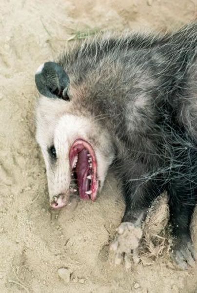 会装死的动物负鼠和猪鼻蛇会利用气味装死