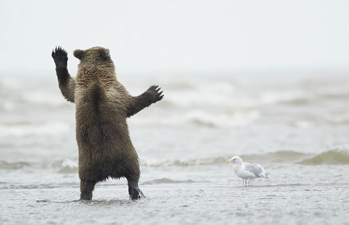 美国阿拉斯加州克拉克湖国家公园海滩棕熊宝宝为海鸥热舞