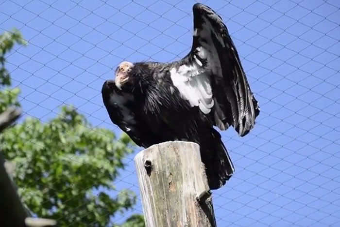 美国俄勒冈动物园社交网站发极危等级加州神鹫californiacondor宝宝照